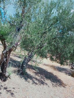 Balıkesir Burhaniye Kuyucakta Satılık Zeytinlik