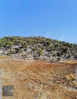 Akkoç’ta 426 M² Tek Tapu Tarla – Köye Yakın Yatırım Fırsatı!