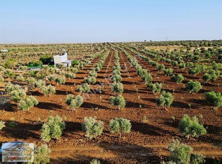 Emniyet Gayrimenkul Den Satlık Yatırımlık Şeyhmansurda Zeytinlik