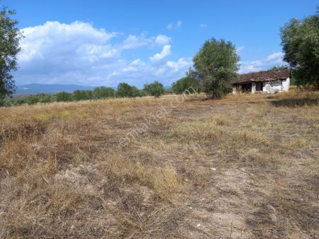 Manisa Saruhanlı Çakmaklı Da Satılık 6.800 M2 Zeytinli Tarla 2.000.000 Tl