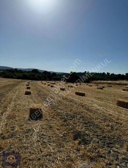 Balıkesir Bigadiçte Satılık Tarla