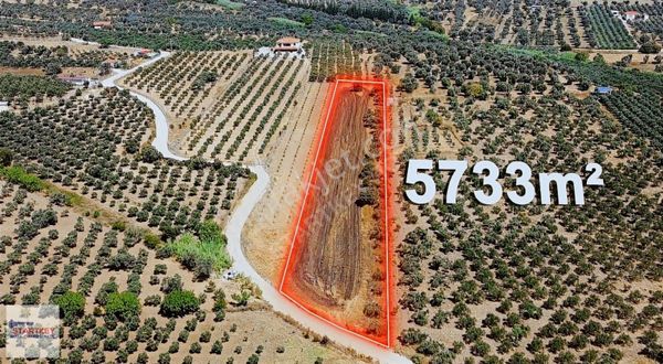 Foça Koca Mehmetler' De 5733 M2 Satılık Zeytinli Tarla