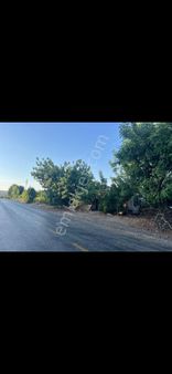 Satılık Limon Bahçesi