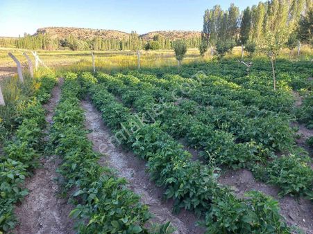 Satılık 3000.metre Kare Elma Bahçesi Elektirik Su Yolu Mevcut Tek Katlı Villa Tipi İçinde Ev Var