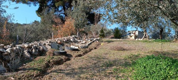 Century 21 Vizyondan Havranda Satılık Zeytinlik