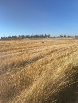 Tekirdağ Saray Sofular 350m2 Çapli Muvakatnameli