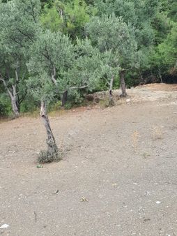 Kestel Dudaklı Mahallesinde Fırsat Parselli Araziler 900m2-1500m2