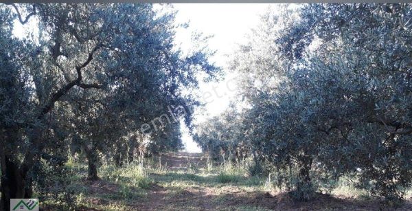 Mudanya Satılık Çiftlik Meyve Bahçesi