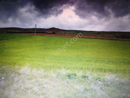 T-215 Eğriözde Satilik 22 Dönüm Fırsat Tarla