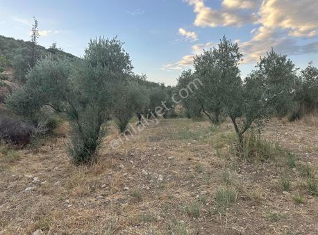 Pek Emlaktan Asfalt Kenarı 15300 M2 Satılık Zeytin Ve İncirlik