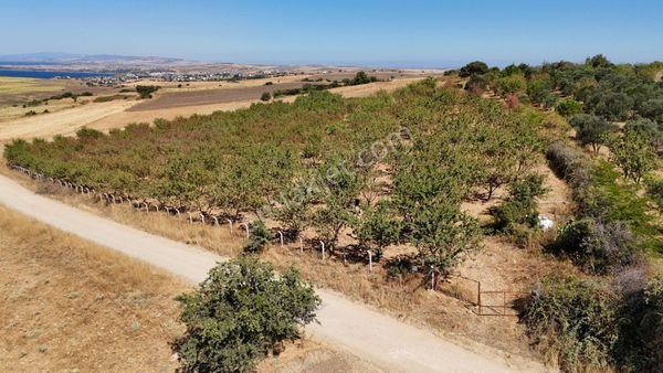 Altın Emlak'tan Gelibolu Ocaklı Köyünde Yola Cephe İmarlı Bademlik