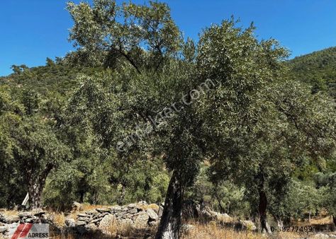 Milas Göldere Mah. Satılık Zeytinlik