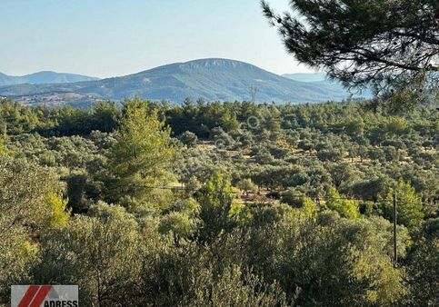 Milas Kalınağıl 9180 M2 Yolu Bulunan Satılık Tarla