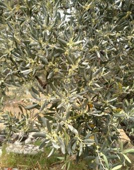 Milas Kırcağız Mah Satılık 12.000 M2 Zeytinlik