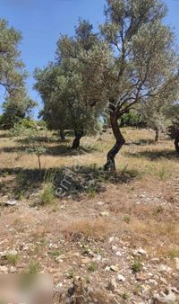 Milas Göldere Mah. Satılık Zeytinlik