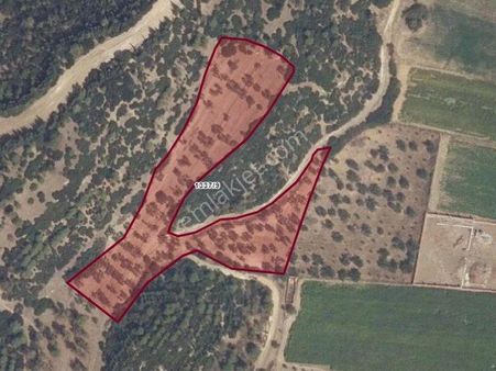 Bülent Ateşci'den 6 Ana Hisseden Oluşan 9071 M2 Zeytinlik Alanı