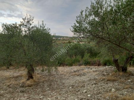 Manisa Saruhanlı Sarıçam Da Satılık 3.500 M2 Uslu Zeytinlik 1.000.000 Tl