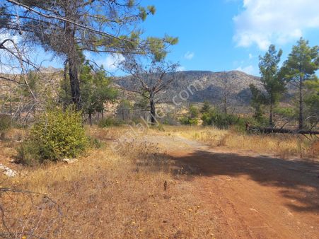 37 Dönüm Müstakil 330 Rakım Asfalta Cephe