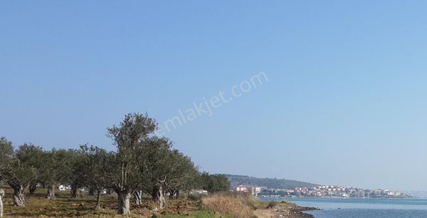 Balıkesir Ayvalık Cunda Da Satılık 28 Donum Arsa.denize Sıfır.