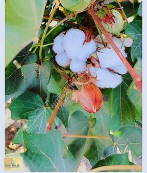 Efeler Ovaeğmirde 29,333 M2 (dönüm) Satılık Tarım Arazisi Tarla