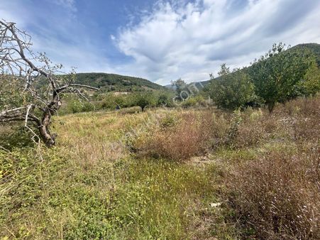 Kocaeli Karamürsel Akçat Satılık 8546 M2 Meyve Bahçesi