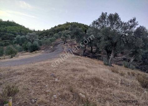 Seferihisar Orhnalı Köyü Yatırıma Uygun Zeytinlik