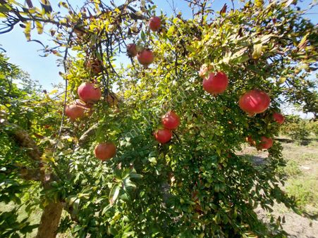 Muğla Dalyanda 5700 M2 Bakımlı Kelepir Nar Bahçesi Satılık