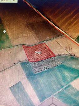 Klass Emlak'tan Oymak Köyünde Satılık Cevizlik Tarla