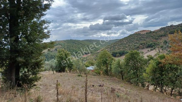 Bursa İznik Bayındır Satılık 1553 M2 Bahçe
