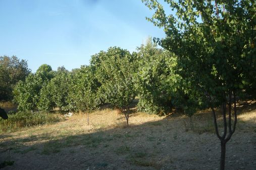 İzmir Torbalı Gold Emlaktan Satılık Bağ Ve Zeytinlik