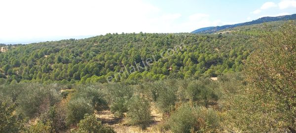 Satılık Müstakil Tapu