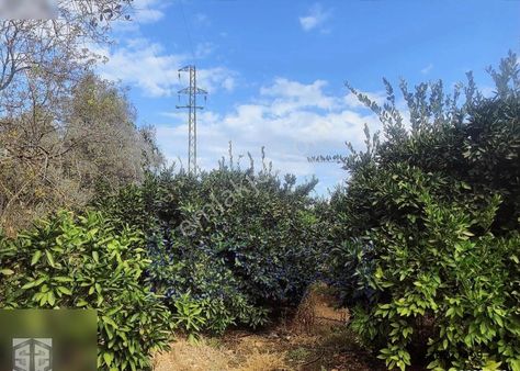 İzmir Selçuk'ta 7000 M2 Satılık Mandalina Bahçesi