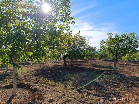 Acil Satılık Fiyat Düştü Tavas Nikferde Satılık 43 Dönüm Bakımlı Ceviz Bahçesi