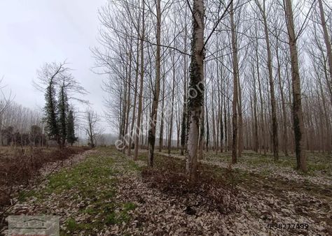 Satılık Tarla - Takaslı