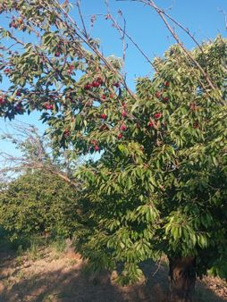 Kuşadası Kirazlı Köyü Restaurantlar Bölgesinde Bahçe