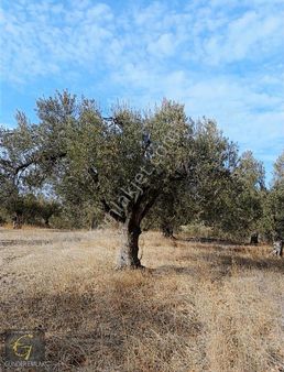 Bergama Zeytin Dağı Mevkisinde 1.976 M2 Satılık Zeytinlik