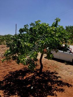 Fıstıklı Zeytin Ağaçları Mevcut