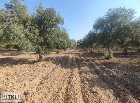 Utku Gayrimenkulden Akhisar Karasonya Mah 2.5 Dönüm Satılık Zeyt