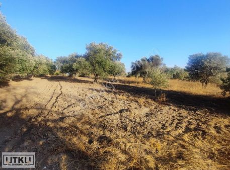 Utku Gayrimenkulden Ballıca Mah 1680 M2 Yola Sıfır Zeytinlik