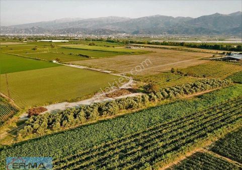 Salihli Yılmaz'da Satılık 2911 M2 Zeytinlik