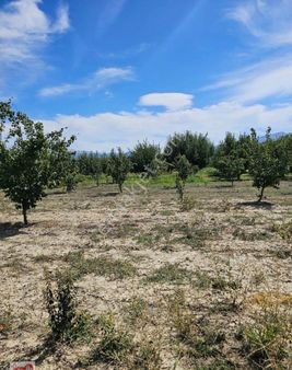 Antalya Elmalı Bayralar Mah'de 2.850m2 Yetişkin Satılık Ayva Bahçesi