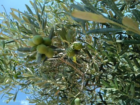 Tekirdağ Şarköy Mürefte Mahallesi Satılık Zeytinlik