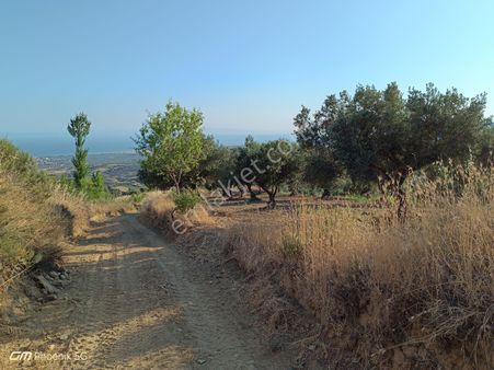 Tekirdağ Şarköy Tepeköy Mahallesi Satılık Zeytinlik