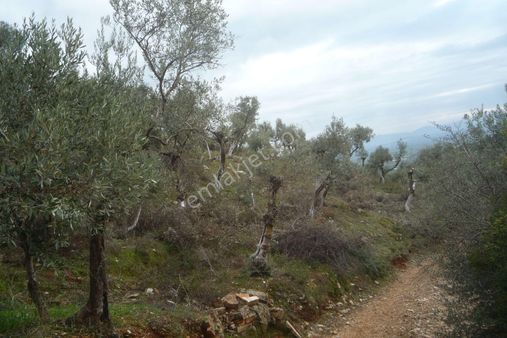 İzmir Torbalı Gold Emlaktan Satılık Zeytinlik