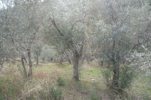 . İzmir Torbalı Gold Emlaktan Satılık Bakımlı Zeytinlik