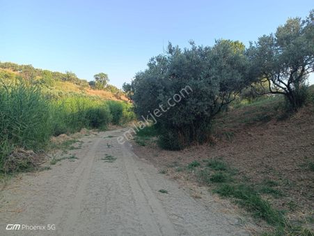 Tekirdağ Şarköy Camiikebir Mahallesi Satılık Zeytinlik