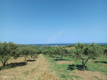 Tekirdağ Şarköy Eriklice Mahallesi Satılık Zeytinlik