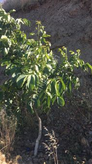 Yuvam Gayrimenkul'den Satılık Salihli Bahçecik Mah. Ören Mevkiinde 27.000m2 Cevizlik