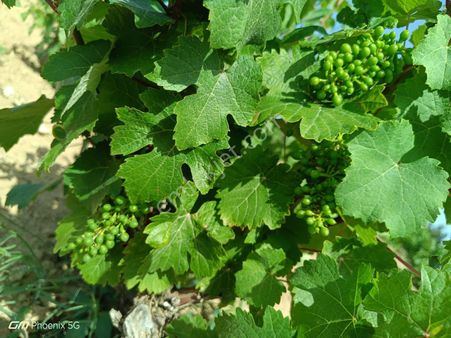 Tekirdağ Şarköy İğdebağları Mahallesi Satılık Üzüm Bağı
