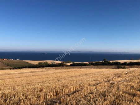 Şarköy De Işık Emlaktan Kızılcaterzi Mah De 8481 M2 Tarla